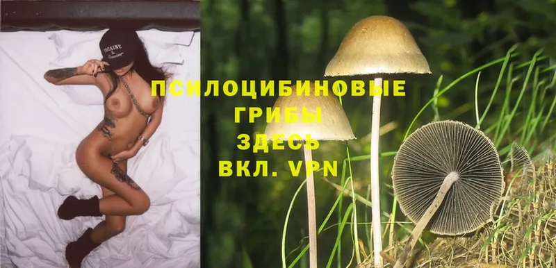 Галлюциногенные грибы MAGIC MUSHROOMS  закладки  Ачинск 