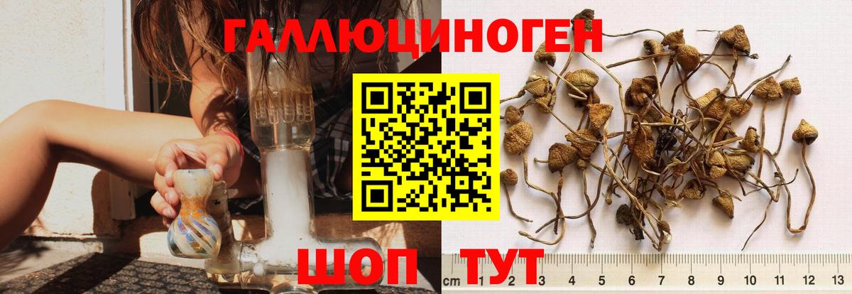 Псилоцибиновые грибы GOLDEN TEACHER Ачинск